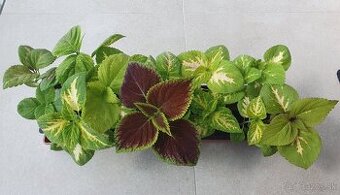 Rastlinka ozdobná Coleus