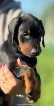 Doberman šteniatka s PP