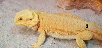 Agama Bradatá Witblits