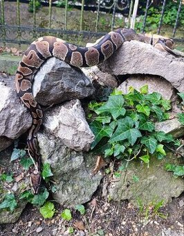 Pytón Kráľovsky / Python Regius