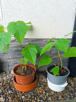 Pawlownia