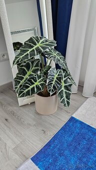 Alocasia Polly