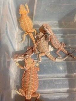 Agama bradatá