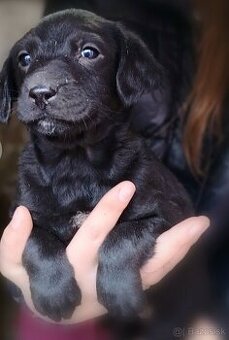 Slovenský kopov + zlatý retriever