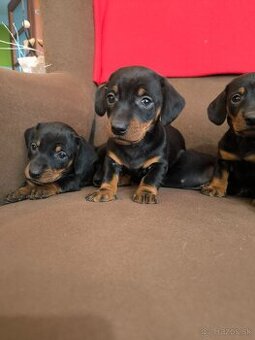 Jazvečík krátkosrstý