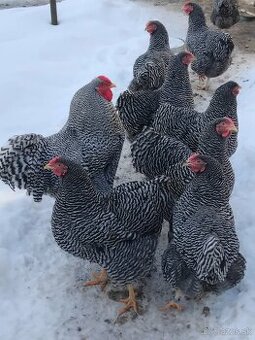 Kuriatka Oravka pásikavá