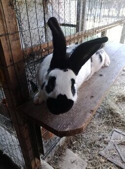 Nemecký obrovitý strakáč