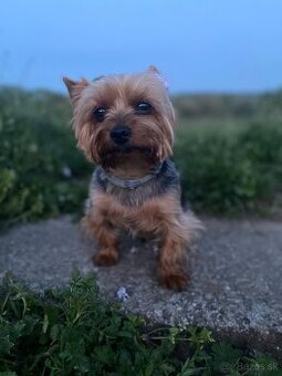 yorkshire terrier - krytie