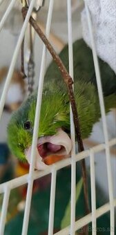 Forpus