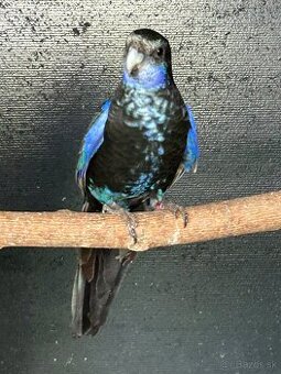 Rozela