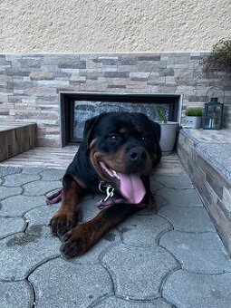 Rottweiler Rotvajler RTW krytie