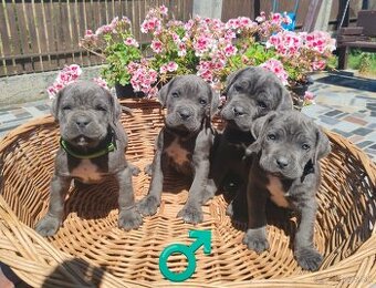 cane corso šteniatka