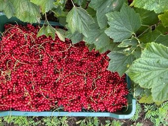 Červené ríbezle - 1