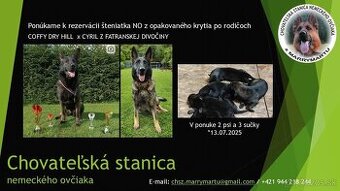 Šteniatka nemeckého ovčiaka s PP