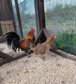 Kur bankivský - predám tohtoročný odchov