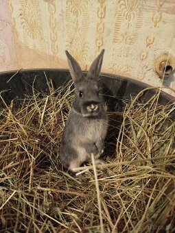 Predám zakrslých zajačikov