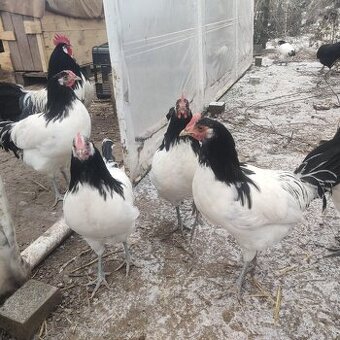 Lakenvelder kohútikovia