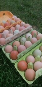 Násadové vajcia