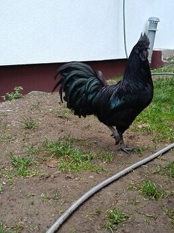 Ayam Cemani