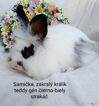 Zakrslý králik teddy gén s VP - samička strakáč