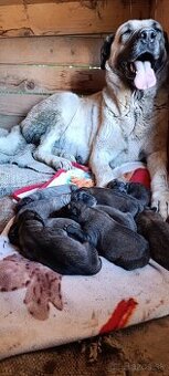 Turecký kangal