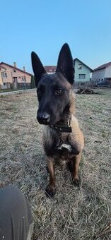 Belgický ovčiak - Malinois