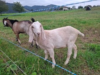 Anglonubijska koza