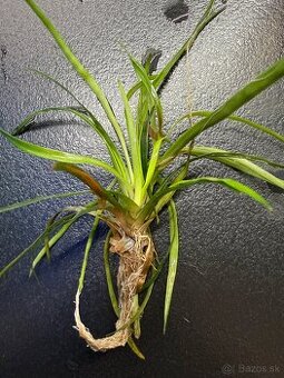 Rastlinky do akva / krevetaria