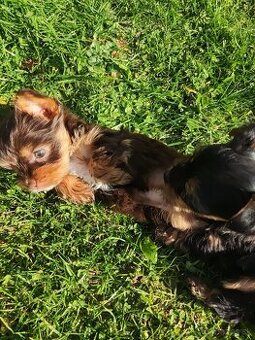 Predám šteniatka Yorkshirsky terier