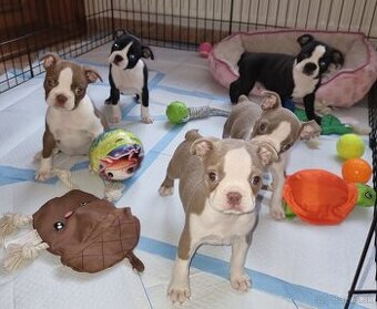 Boston terier Bostonský tetier - 1