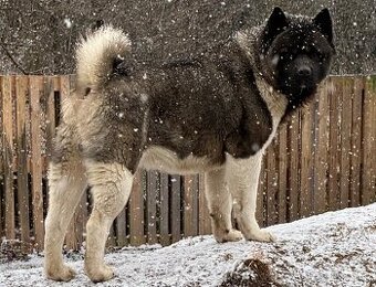 Šteniatka americkej akity