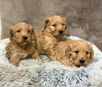 Goldendoodle