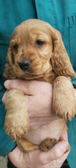 Anglický kokeršpaniel