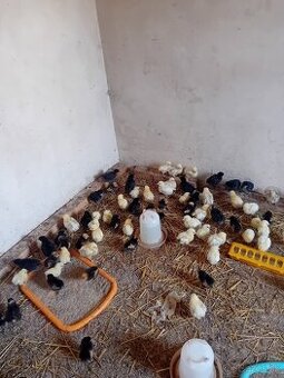 Sasex biela kolumbia