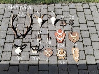 Trofej, kly, muflon, diviak parozie, kamzík