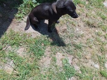 DARUJEM PSIKA SUČKU ČIERNY VLČIAK ZAOČKOVANY,ODČERVENENY,