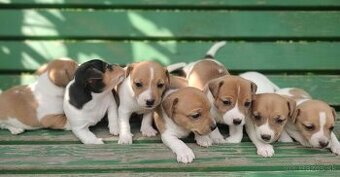 Jack russel terier