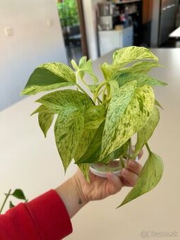 Epipremnum Marble Queen “Snow Queen”