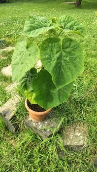 Paulovnia, Paulownia, cisársky strom - 1