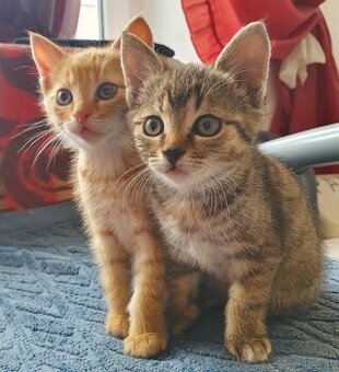 Mačičky (1x mačička, 1x kocúrik) 2-mesačné