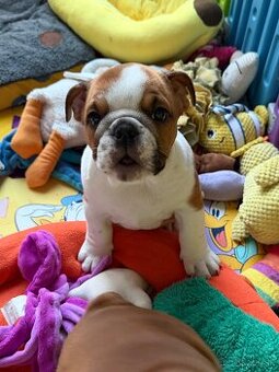 Anglický bulldog buldog s PP