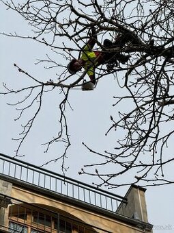 Výrub a opilovanie stromov LACNO A BEZPEČNE