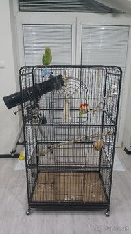 Papagáj Alexander malý - samička KIWI