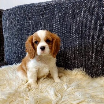 Cavalier king charles Spaniel - 1