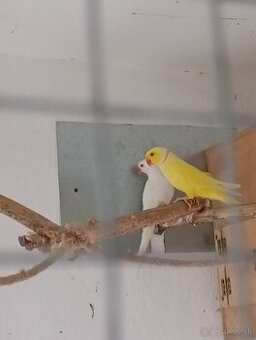 Chovná pára Alexander malý