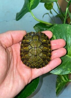 Korytnačka vodná Pseudemys concinna