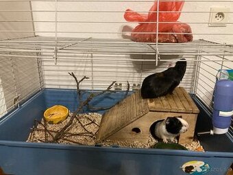 Morcata samčekovia, polročne plus celá výbava