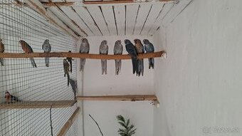 Rozela penant modrá škorica pastel