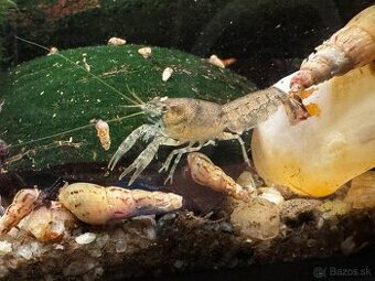 Predám mini ráčikov cambarellus demitus