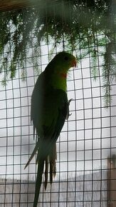 Papagaj nádherný Baraband